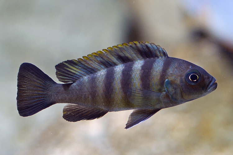 Maylandia sp. 'mbweca'